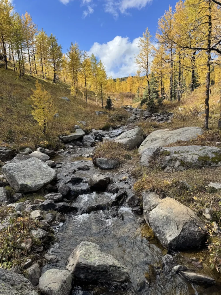 creek through the larches