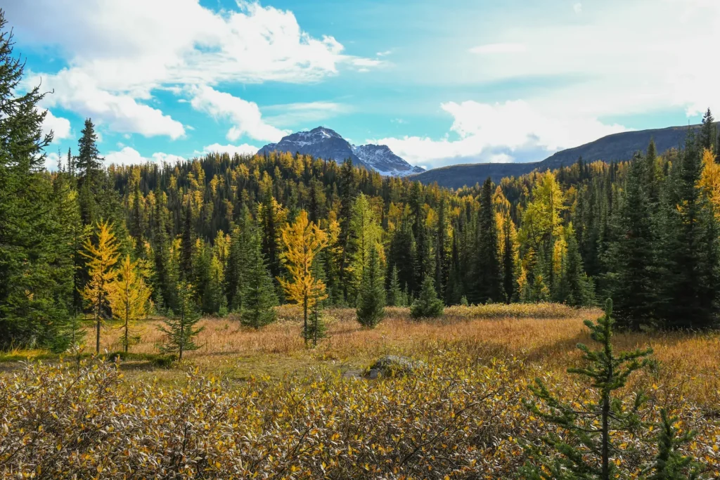 larches mixed with other trees