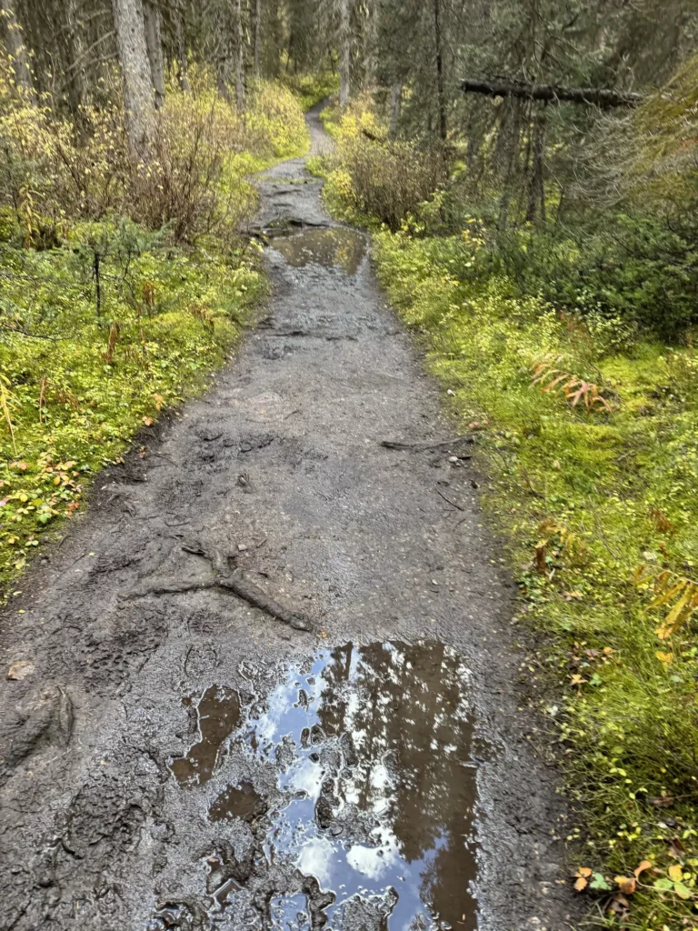 Mud puddles on the path