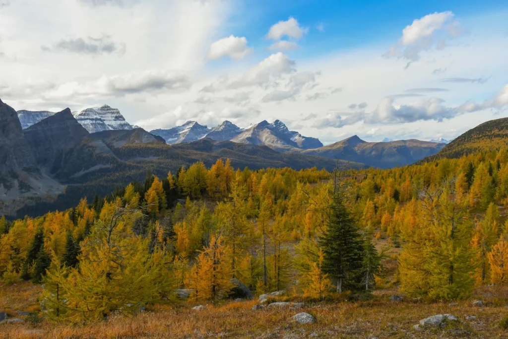 Larches under the rockies in healy pass