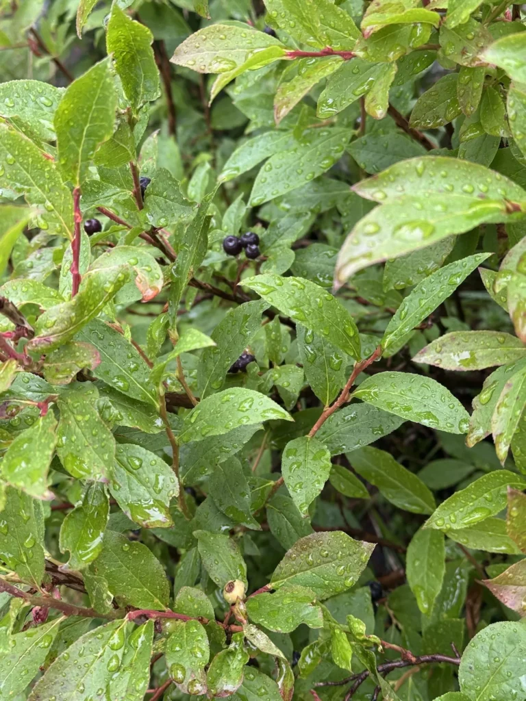 Berries on the trail